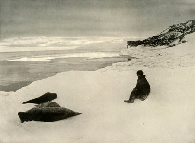 Foche al bordo del ghiaccio da Unbekannt