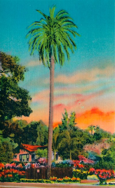 Serra Palm. La prima palma in California, c1941 da Unbekannt