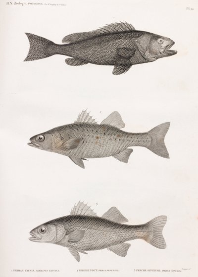 Serran Tauvin; Persica Noct e Persica Sinueuse da Unbekannt