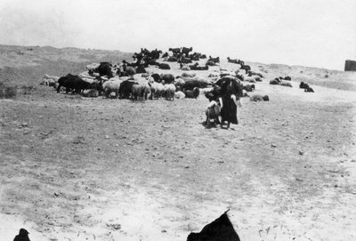 Pecore che pascolano fuori Samarra, Mesopotamia, 1918 da Unbekannt