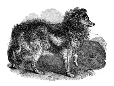 Cane da pastore, 1848 da Unbekannt