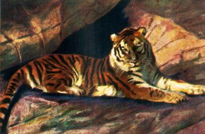 Tigre siberiana, c1928 da Unbekannt