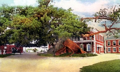 Albero di Cotone di Seta, Nassau, New Providence, Bahamas, c1900 da Unbekannt