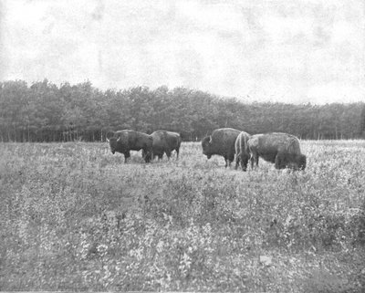 Silver Heights, Winnipeg, Canada, c1900 da Unbekannt
