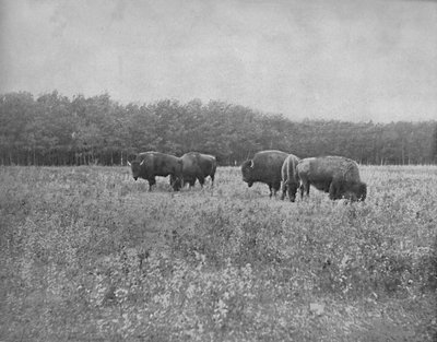 Silver Heights, Winnipeg, c1897 da Unbekannt