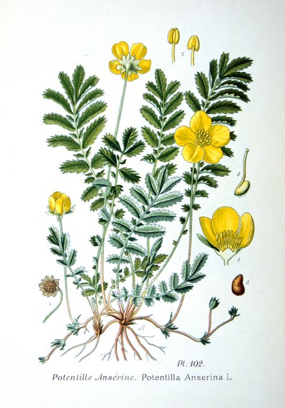Silverweed, 1893 da Unbekannt
