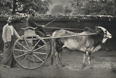 Carro di zebù singalese, 1926 da Unbekannt