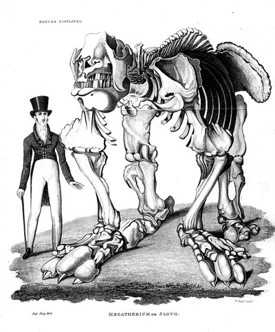 Scheletro di Megatherium, bradipo gigante estinto, 1823 da Unbekannt