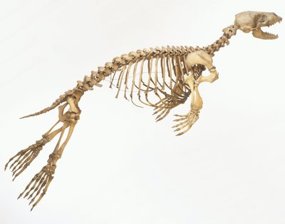 Scheletro di una foca comune (Phoca vitulina) 