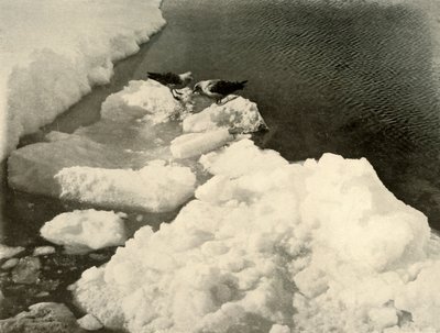 Gabbiani skua al bordo del ghiaccio, c1908 da Unbekannt