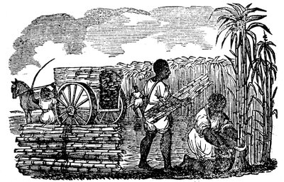 Schiavi che raccolgono canna da zucchero in Louisiana, 1833 da Unbekannt
