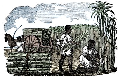 Schiavi che raccolgono canna da zucchero in Louisiana, 1833 da Unbekannt