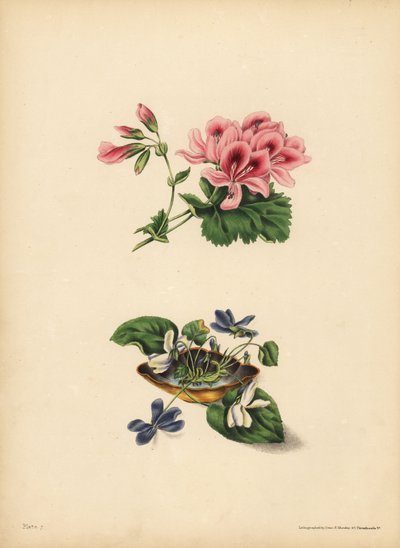 Geranio di Smith, Preferenza; Il fiore viola e bianco dolce, Purezza di sentimento, candore, modestia e innocenza da Unbekannt