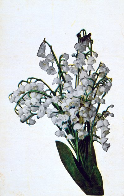 Bucaneve, cartolina floreale francese, c1900 da Unbekannt
