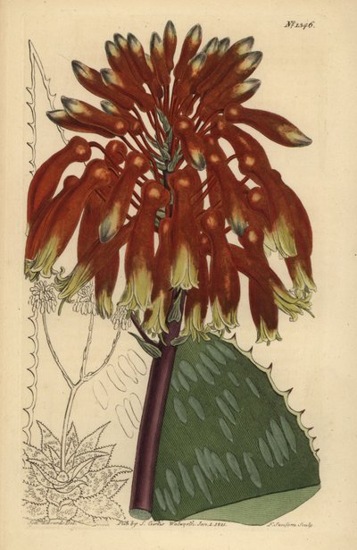 Aloe maculata (Aloe saponaria latifolia) da Unbekannt