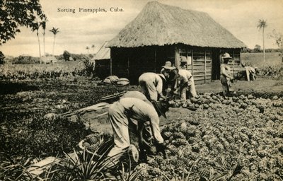 Smistamento degli ananas, Cuba, fine XIX - inizio XX secolo da Unbekannt
