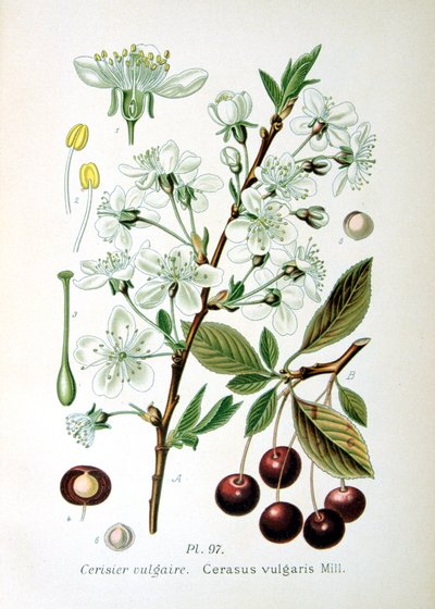 Ciliegia acida da Unbekannt