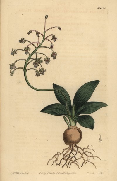 Scilla indiana del sud, Ledebouria revoluta da Unbekannt