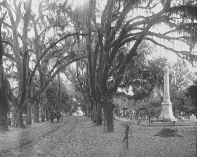 Muschio spagnolo sulle querce vive, Savannah, Georgia, USA da Unbekannt