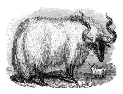 Pecore spagnole, 1848 da Unbekannt