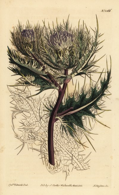 Cardo spinosissimo, Cirsium spinosissimum (Cnicus spinosissimus a testa piumata) da Unbekannt