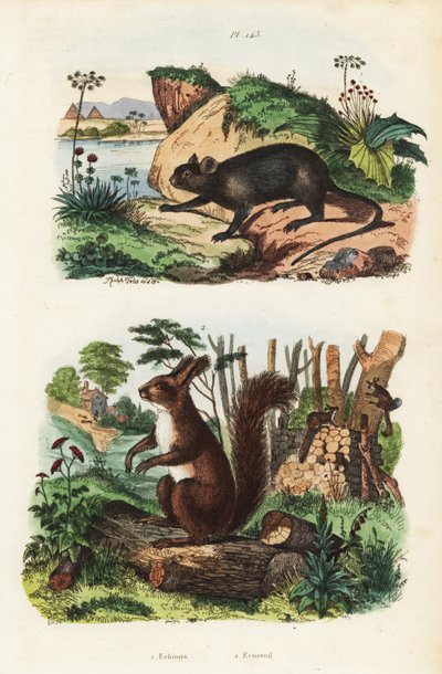 Ratto arboricolo spinoso, Echimys chrysurus, e scoiattolo rosso eurasiatico, Sciurus vulgaris da Unbekannt