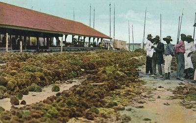 Mercato delle spugne, Nassau, Bahamas da Unbekannt