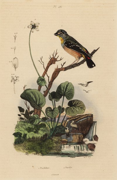 Pardalote maculato, Pardalotus punctatus da Unbekannt