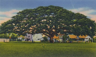 Albero samoano diffuso, Trinidad, B.W.I., c1940s da Unbekannt