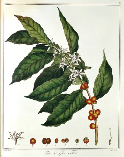 Ramo di Caffè Coffea arabica con fiori e bacche, 1798 da Unbekannt