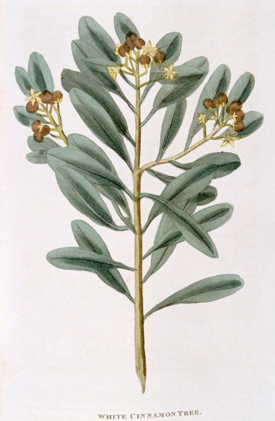 Ramo di cannella bianca Canella alba, 1823 da Unbekannt
