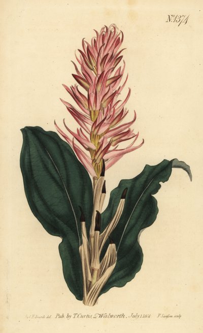 Stenorrhynchos speciosum da Unbekannt
