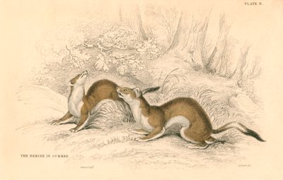 Donnola Mustela erminea, membro della famiglia dei mustelidi, 1828 da Unbekannt