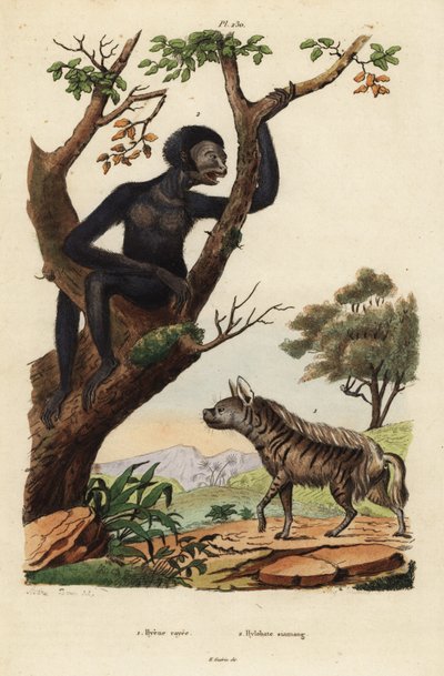 Iena striata, Hyaena hyaena 1, e siamango, Symphalangus syndactylus, in pericolo 2 da Unbekannt