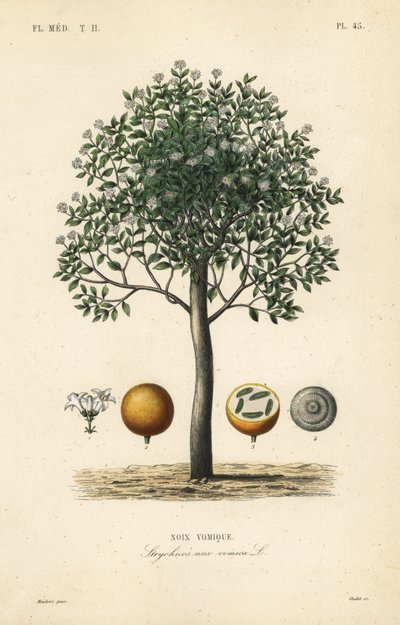 Albero della stricnina, noce vomica da Unbekannt