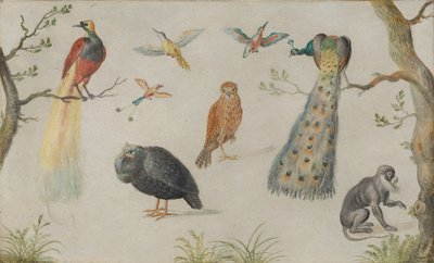 Studio di uccelli e scimmia da Unbekannt