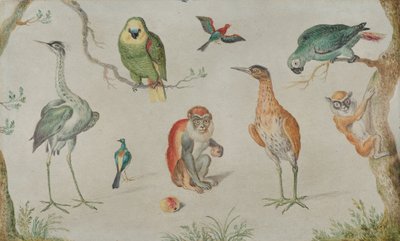 Studio di uccelli e scimmie, 1660-1670 da Unbekannt