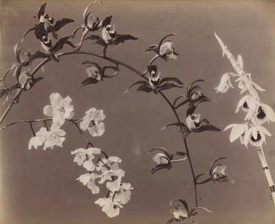 Studio di orchidee da Unbekannt
