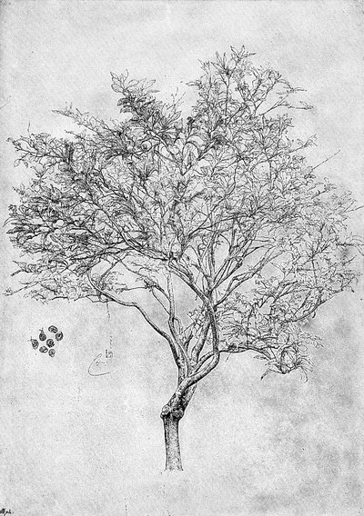Studio di un albero di limone, 1899 da Unbekannt