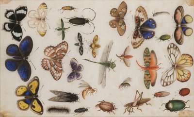 Studio di farfalle e insetti da Unbekannt