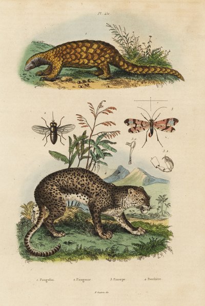 Pangolino della Sonda, Manis javanica, in pericolo critico 1, leopardo, Panthera pardus 4, tafano, Tabanus rostratus 3, mosca scorpione, Panorpa communis 3 da Unbekannt