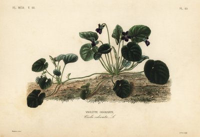 Viola odorata o viola del giardino, Viola odorata da Unbekannt