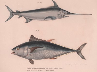 Pesce Spada Hiphias gladius, Thinnus bulgaris, c.1850s da Unbekannt