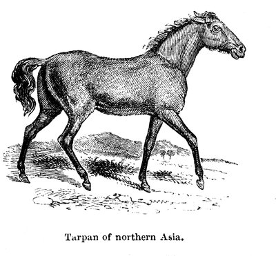 Tarpan, 1850 da Unbekannt