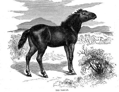 Tarpan, 1884 da Unbekannt