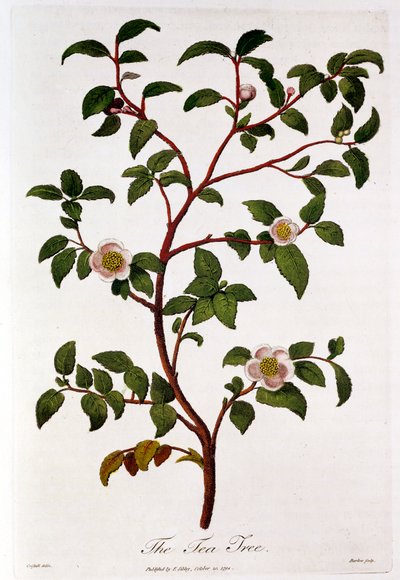 Tè: ramo di Camellia sinensis da Unbekannt