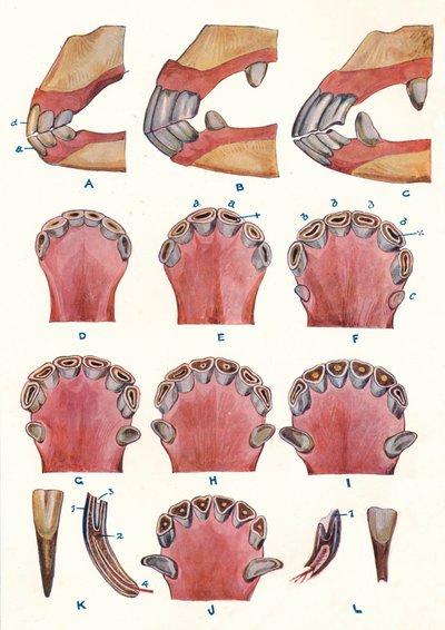 Denti di un cavallo come indicazione dell