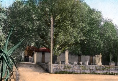 Albero di terebinto, Hammam Meskoutine, Algeria da Unbekannt