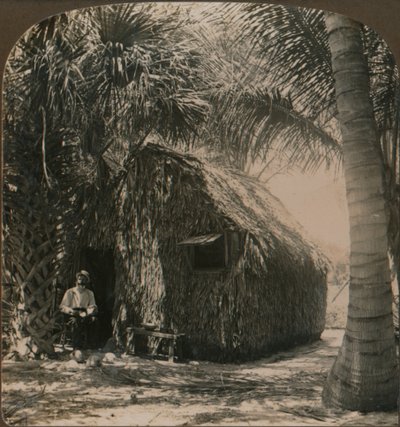 Cottage con tetto di paglia a Cocoanut Grove, Florida, USA, c. 1900 da Unbekannt