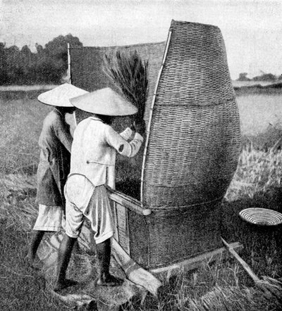 Il modo annamita di mietere e trebbiare il riso, Annam, Vietnam, 1922 da Unbekannt